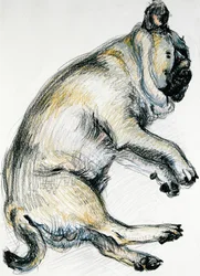 Sleeping Pug One, 2000, (pastel de óleo)