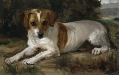CACHORRO