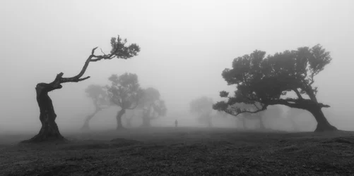 Árvores retorcidas na neblina