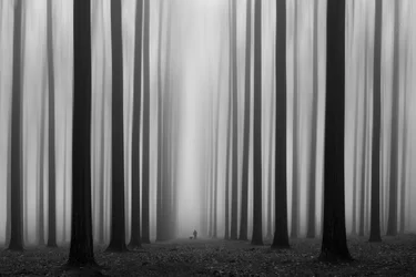 Caminho da Floresta Ennevoada