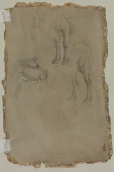 Estudos de um touro, 1864.
