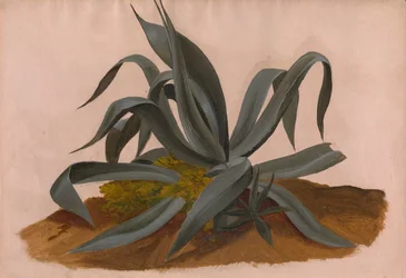 Estudo de uma Agave