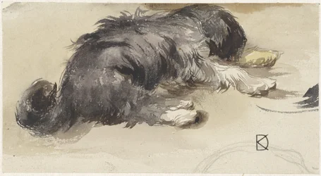 Cão adormecido, visto de trás