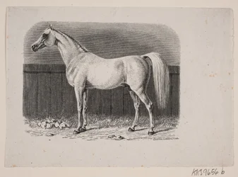 Um cavalo