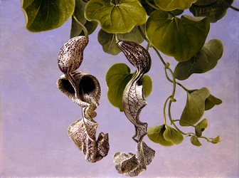 Flores de Osterluzei (Aristolochia cymbifera)