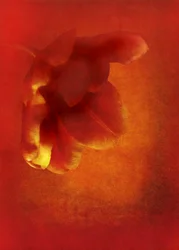 Flor em vermelho, arte fotográfica digital 2016)