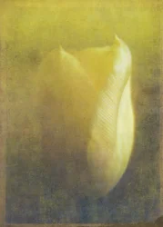 Tulip, 2015 (arte fotográfica digital)