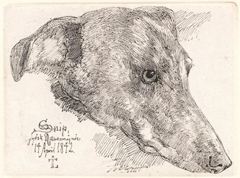 Dinamarquês: Hundehoved, Snip