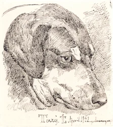 Dinamarquês: Cabeça de cão, Terry