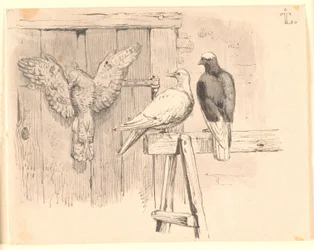 Os pombos
