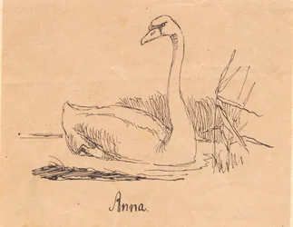 Um cisne