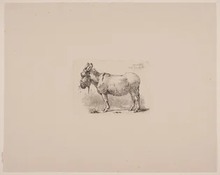Um burro, atormentado por moscas