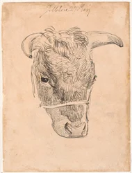 Cabeça de uma vaca