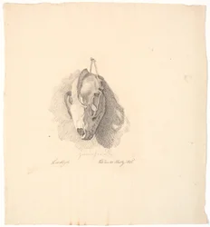Crânio de cachorro