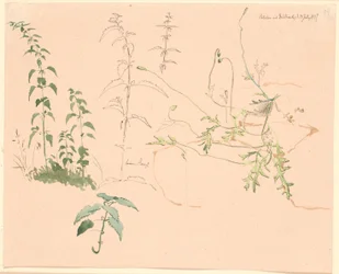 Estudos de plantas