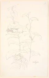 Estudos de plantas, i.a. de rosnado