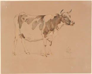 Vaca manchada de vermelho em pé