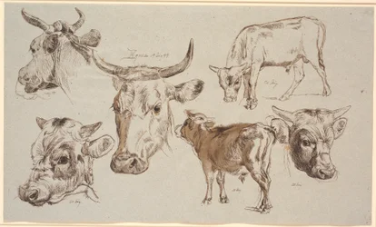 Revista de estudo da Vognserup. Estudos de cabeças de vacas, bezerros e suas cabeças