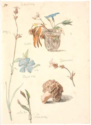 Revista de estudo com flores e plantas