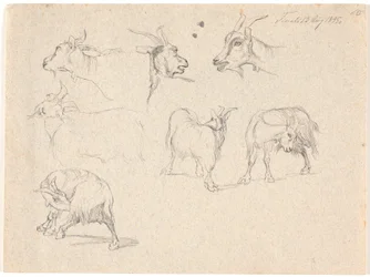 Estudos de cabras