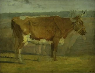 Estudo de uma vaca