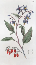 Solanum dulcamara agridoce, 1804-1811