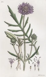 Campo Scabious Knautia arvensis, 1804-1811
