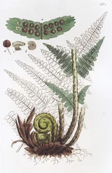 Feto macho Dryopteris filix-mas, 1804-1811