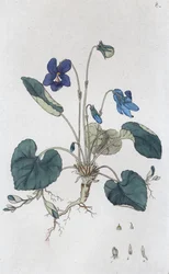 Viola odorata violeta doce, 1804-1811