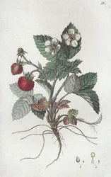 Morangueiro bravo Fragaria vesca, 1804-1811