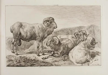 Carneiros merinos