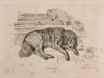 Schweizer, um cão