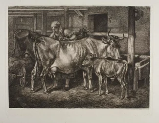 As vacas a serem tratadas