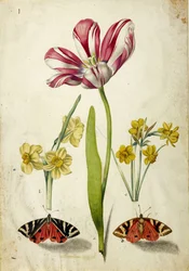 Tulipa, Narciso e Borboletas, c. 1660.