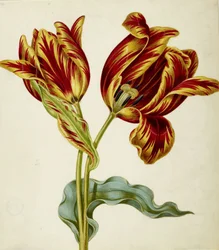 Tulip, c. 1660.