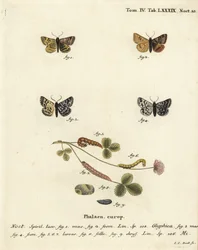 Traça companheira do queimeiro, Euclidia glyphica 1,2, e a Traça Mãe Shipton, Euclidia mi, 3-9. Gravura em chapa de cobre colorida à mão por Johann Carl Bock depois de Eugenius Johann Christoph Esper