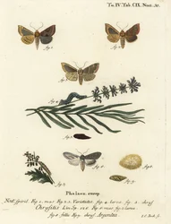 Traça de latão queimado, Diachrysia chrysitis 1-5, e tubarão verde-prata, Cucullia argentea 6-9. Gravura em chapa de cobre colorida à mão por Johann Carl Bock após Eugenius Johann Christoph Esper