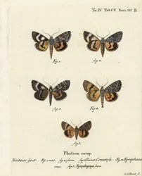 Catocala conversa 1-3, Catocala nymphaea 4 , e catocala nymphagoga amarela de carvalho, Catocala nymphagoga 5. gravura em chapa de cobre colorida à mão por Johann Carl Bock após Die Schmetterlinge de Eugenius Johann Christoph Esper em Abbildungen nach der 