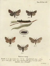 Anastomose de Clostera e Nudaria mundana.