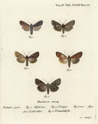 Conformista, Lithophane furcifera 1, dardo duplo, Graphiphora augur 2, fuso escasso, Apamea lateritia 3,4, e arcos prateados, Polia hepatica 5.