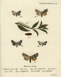 Traça coronária, Craniophora ligustri 1-4, coroa marmoreada, Hadena confusa 5, coroa variada, Hadena compta 6, e arcos verdes, Anaplectoides prasina 7. Gravura em chapa de cobre colorida à mão por Johann Carl Bock depois de Eugenius Johann Christoph Esper