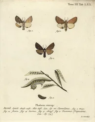 Coxcomb proeminente, Ptilodon capucinus.