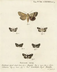 Dardo duplo ou fuligem, Graphiphora augur 1, ombro pálido, Acontia lucida 2,3, traça de quatro pontos, Tyta luctuosa 4,5, e traça druida, Aedia funesta 6. Gravura em chapa de cobre colorida à mão por Johann Carl Bock depois do Die Sch de Eugenius Johann Ch