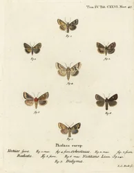 Dusky sallow, Eremobia ochroleuca 1,4, Cynaeda dentalis 2,3, orelha traça, Amphipoea oculea 5,6, e Mesapamea secalis 7. gravura em chapa de cobre colorida à mão por Johann Carl Bock após Die Schmetterlinge de Eugenius Johann Christoph Esper em Abbild