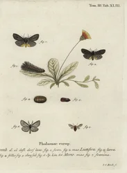 Epatolmis caesarea e Penthophera morio moths.