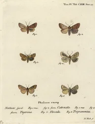 Castanha lisa, Agrochola helvola 1,2, castanha pontilhada, Conistra rubiginea 3,4, linha castanha olho brilhante, Mythimna conigera 5, e linhas agudas, Charanyca trigrammica 6. Gravura em chapa de cobre colorida à mão, de Johann Carl Bock, depois de Eugeni