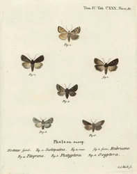 Dardo de jardim, Euxoa nigricans 1-3, Hadena filograna 4, brocado antirrhinum, Calophasia platyptera 5, Simyra nervosa 6. gravura em chapa de cobre colorida à mão por Johann Carl Bock depois de Eugenius Johann Christoph Esper