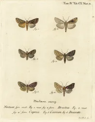 Gold spangle, Autographa bractea 1,2, Euchalcia modestoides 3,4, Lamprotes c-aureum 5 e Panchrysia deaurata 6. Gravura em chapa de cobre colorida à mão por Johann Carl Bock após Eugenius Johann Christoph Esper