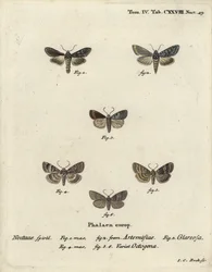 Tubarão verde com manchas prateadas, Cucullia argentea 1,2, rústico outonal, Eugnorisma glareosa 4, figura de oitenta, Tethea ocularis 4-6. Gravura em chapa de cobre colorida à mão por Johann Carl Bock após Die Schmetterlinge, de Eugenius Johann Christoph 