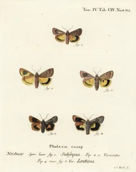 Underwing amarela lunar, Noctua orbona 1, e underwing amarela de borda larga inferior ou Langmaid